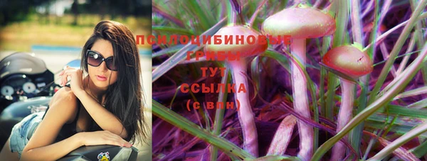 сатива Горняк